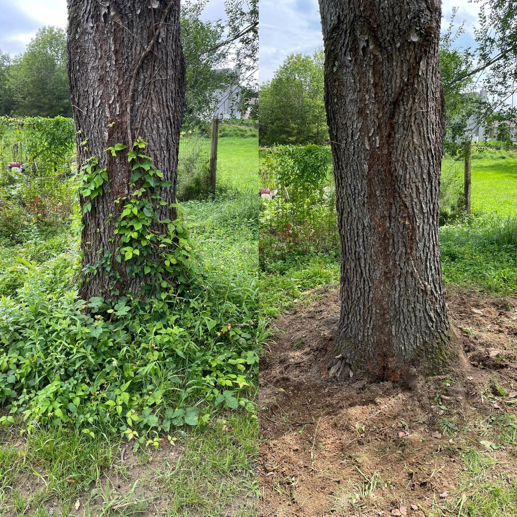 Scotch Plains, NJ Poison Ivy Control
