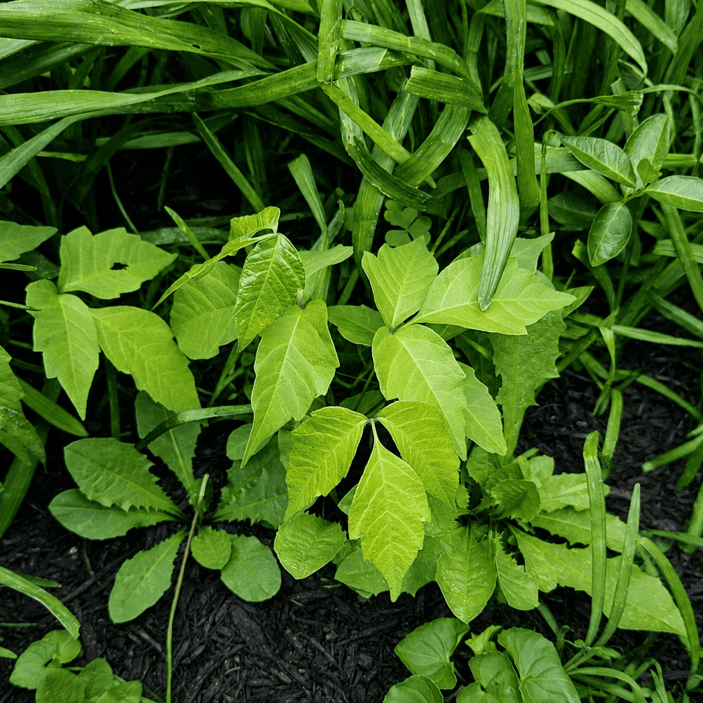 Poison Ivy5