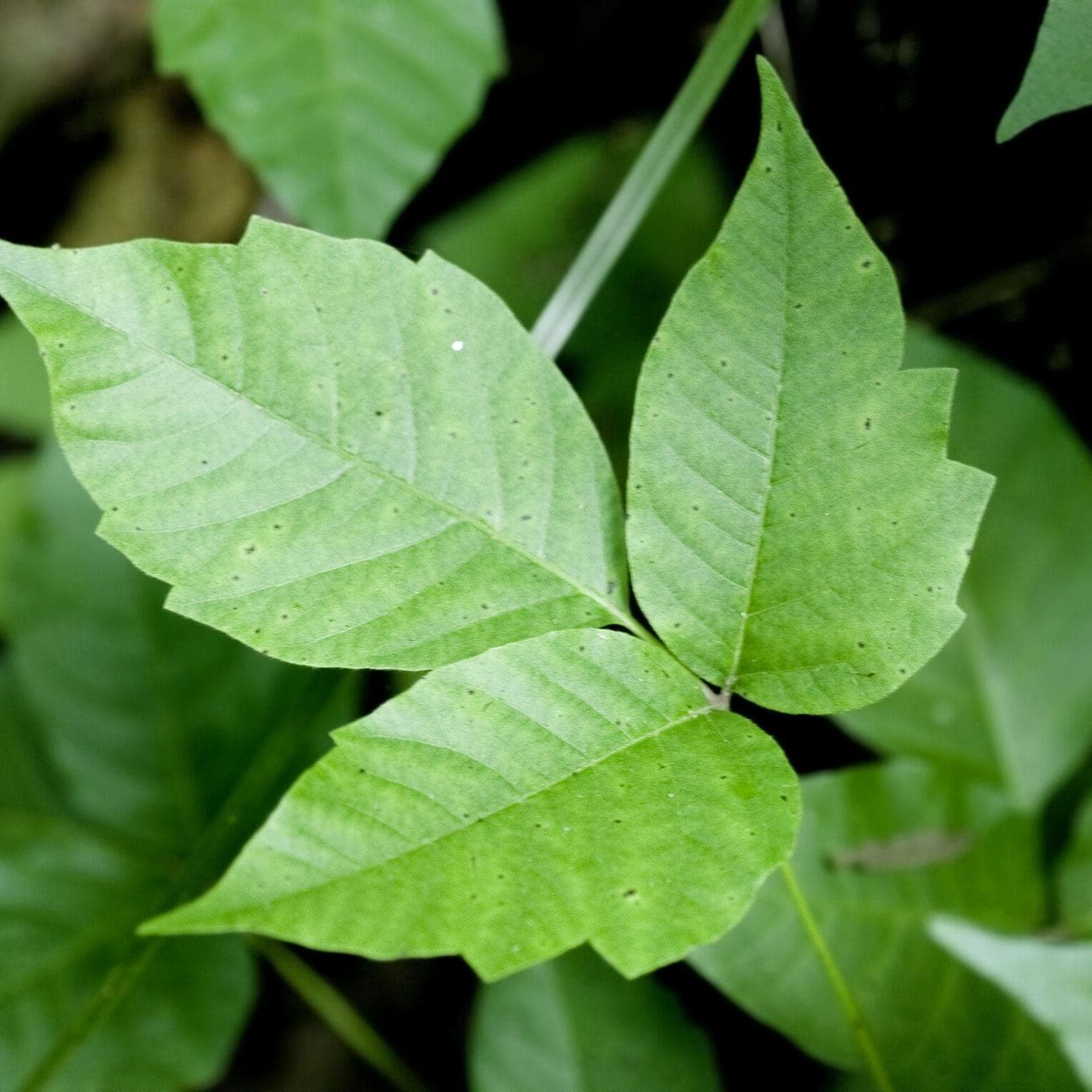Posion Ivy1